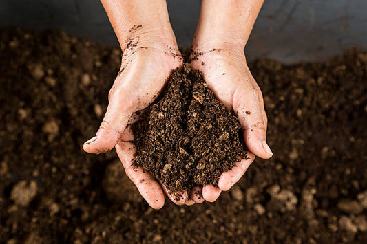 The Surprising Connection Between Touching Soil and Healthy Skin